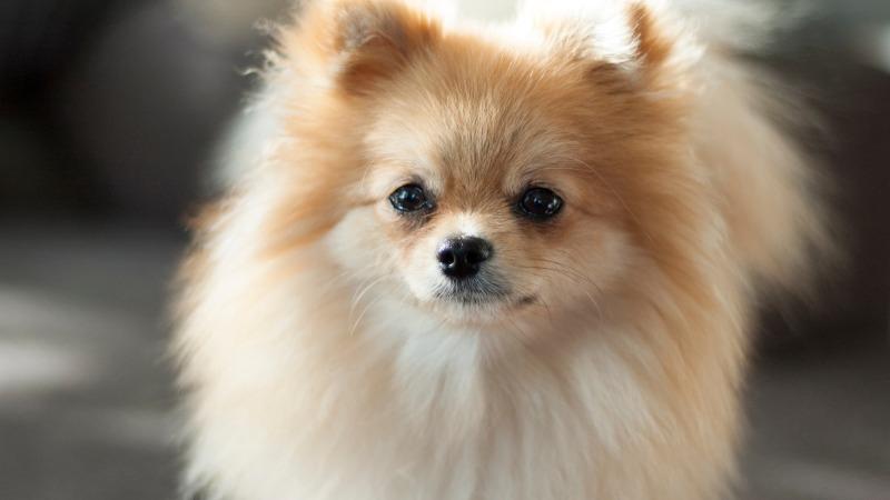 Cách tắm cho chó Phốc Sóc (Pomeranian) giúp lông luôn mềm mượt và bồng bềnh
