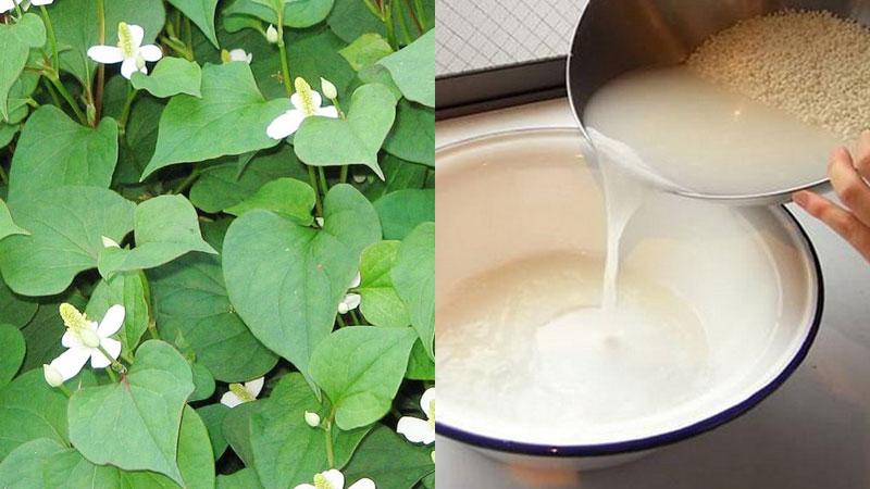 Bài thuốc dân gian trị viêm amidan tại nhà, không cần dùng kháng sinh