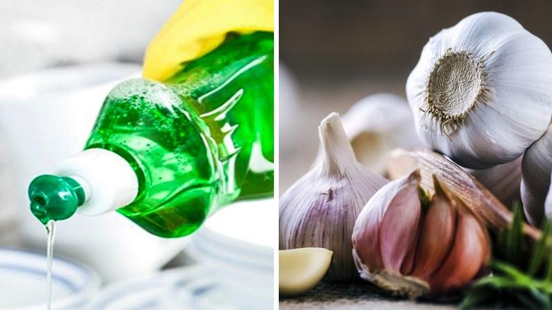 Chỉ sau 30 phút ngâm tỏi trong nước rửa chén, bạn sẽ có ngay một phương thuốc diệt gián hiệu quả.