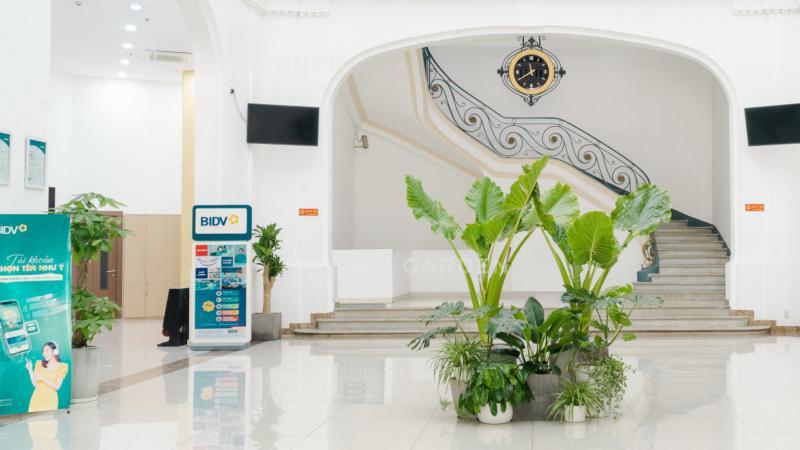 Top 7 dịch vụ cho thuê cây xanh và cây cảnh văn phòng đáng tin cậy tại TP.HCM