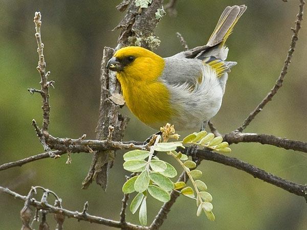 Top 10 Loài Chim Quý Hiếm Nhất Trên Thế Giới