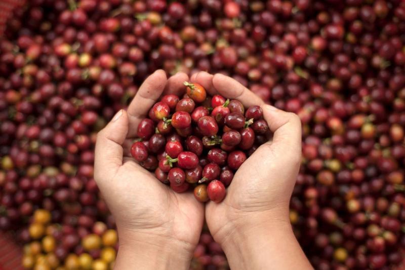 Top 5 dịch vụ cho thuê máy pha cà phê uy tín nhất tại Hà Nội bạn nên biết