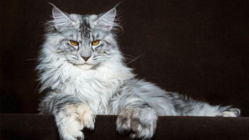 Mèo Maine Coon: Nguồn gốc, đặc điểm, cách chăm sóc và giá trị thực tế