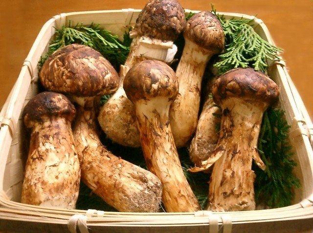 Top 10 món ăn quý hiếm và đắt giá nhất trên thế giới