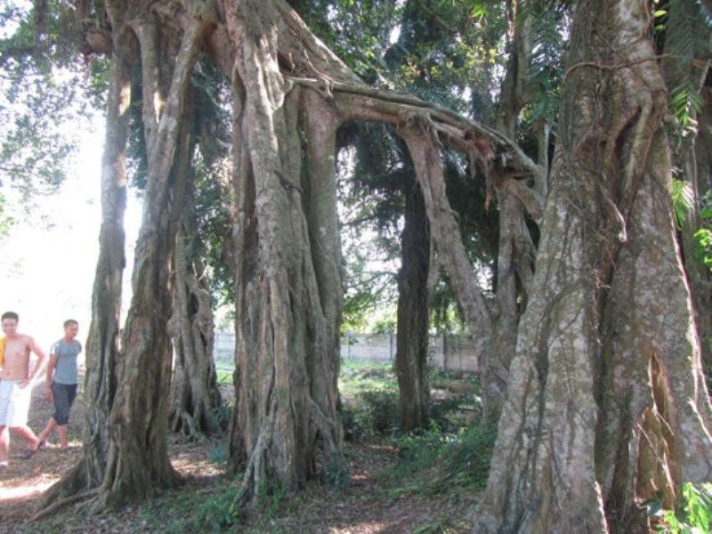 Top 10 Cây Cổ Thụ Huyền Bí Nhất Việt Nam