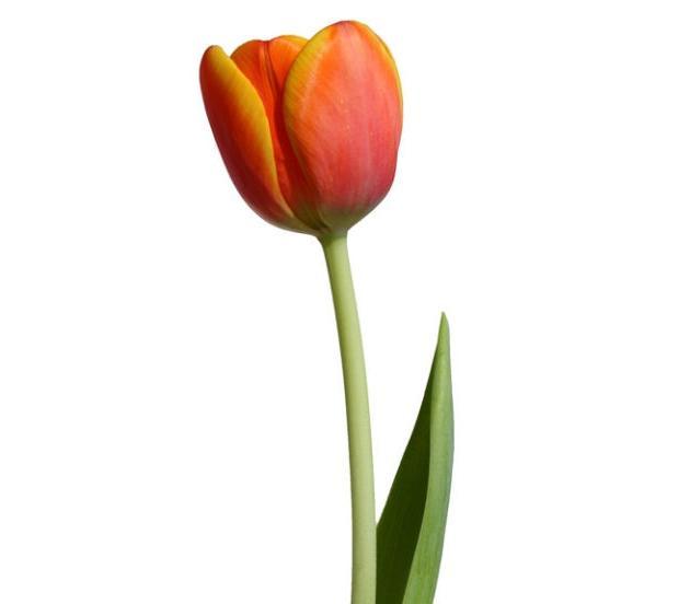 Top 10 loài hoa đẹp và ý nghĩa sâu sắc nhất để gửi gắm tình yêu trong dịp Valentine 14/2