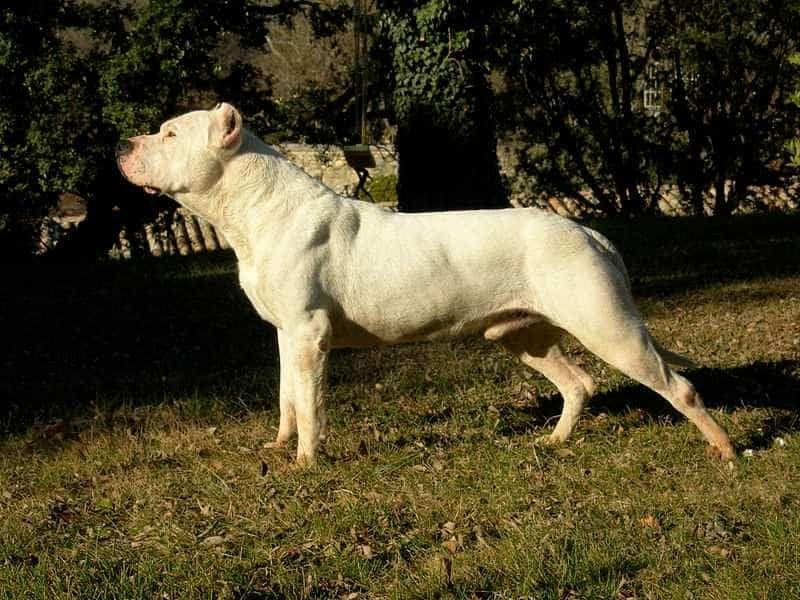 Top 7 giống chó chọi mạnh mẽ nhất hành tinh