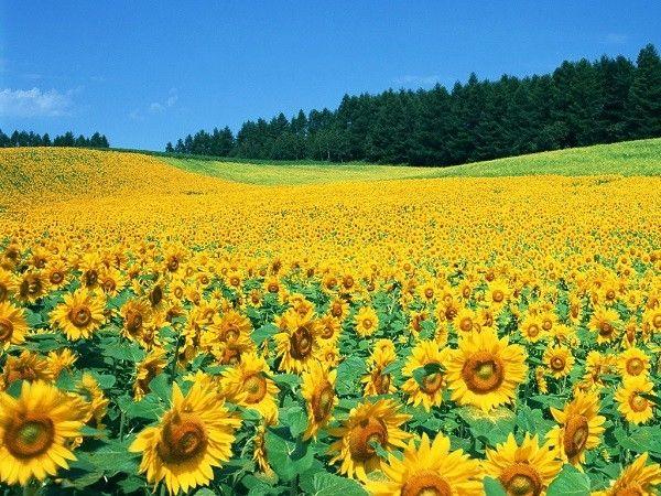 Top 15 Thiên Đường Hoa Huyền Thoại Trên Thế Giới Mà Bạn Không Thể Bỏ Lỡ