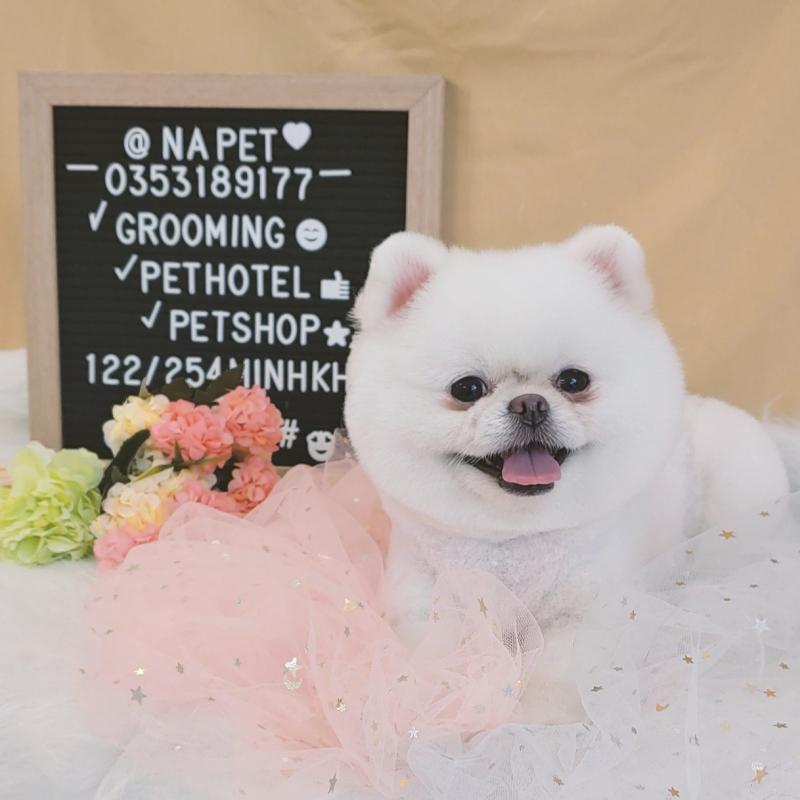 Top 6 dịch vụ spa chăm sóc thú cưng hàng đầu tại quận Hoàng Mai, Hà Nội