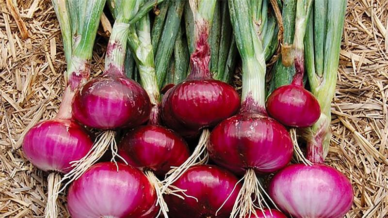 Khám phá 4 loại rau có rễ chứa dưỡng chất "như thần dược" mà chúng ta thường bỏ đi