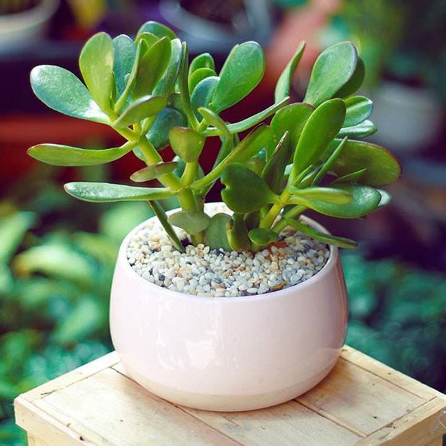 Top 10 Loài Xương Rồng Đẹp Nhất