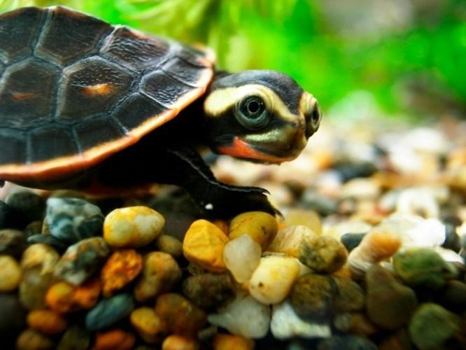 6 Loài rùa độc đáo trên thế giới bạn có thể chưa biết