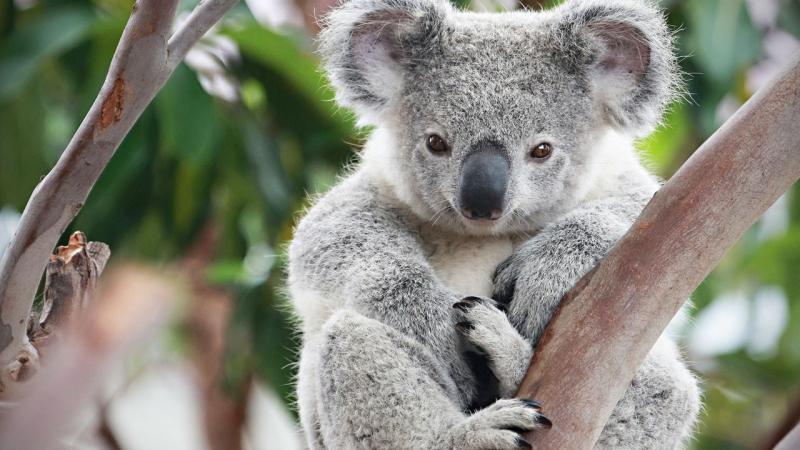 12 sự thật thú vị về gấu Koala