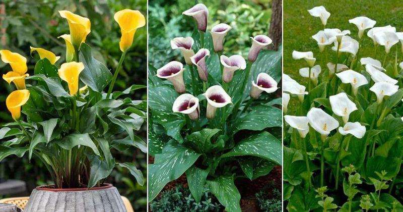 Top 10 loài hoa lộng lẫy và quyến rũ nhất trên thế giới
