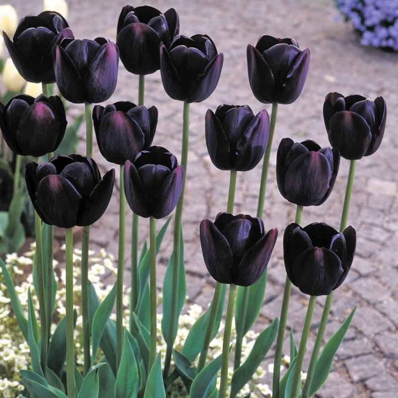 Khám Phá 9 Màu Hoa Tulip Đẹp Nhất và Ý Nghĩa Ẩn Sau Mỗi Sắc Màu