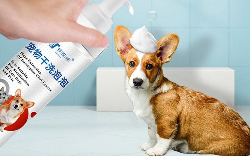 Tắm khô cho chó: Liệu đây có phải là lựa chọn hợp lý? Cùng tìm hiểu cách thực hiện tắm khô đúng cách cho thú cưng của bạn.