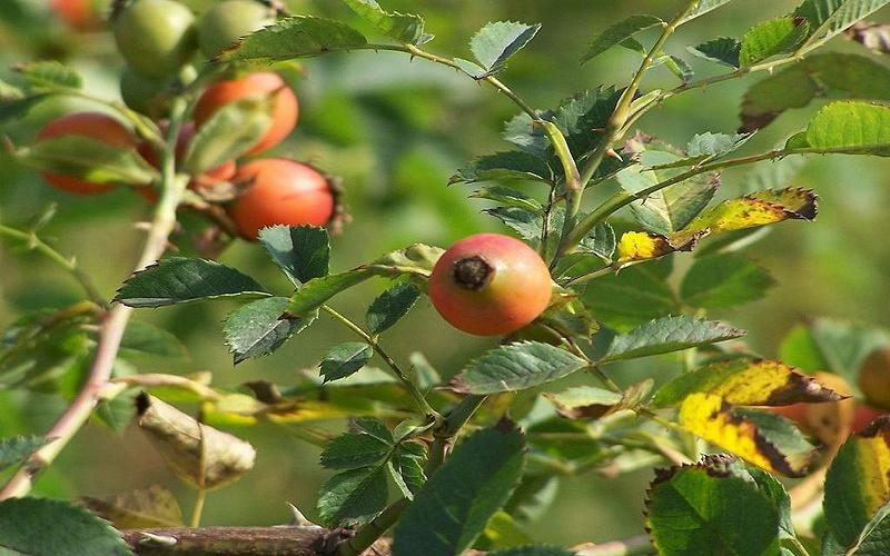 Tầm xuân là loài cây gì? Lợi ích của tầm xuân đối với sức khỏe con người