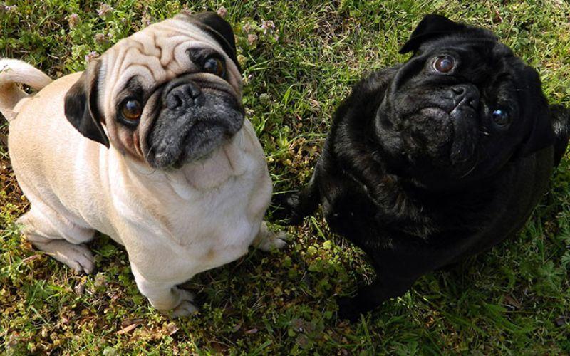 Khám phá các loại sữa tắm hiệu quả giúp chó Pug mặt xệ khử mùi hôi, mang lại làn da sạch sẽ và thơm tho cho thú cưng của bạn.