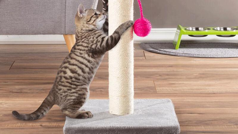 Hướng dẫn tạo dựng nhà cây cho mèo - Trụ cào móng vừa đẹp, vừa dễ làm cho thú cưng của bạn