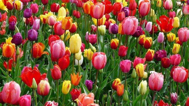 Hoa tulip mang đến vẻ đẹp thanh tao và đa sắc màu, mỗi màu sắc lại có một ý nghĩa riêng biệt, phản ánh sự phong phú và chiều sâu của loài hoa này. Khám phá nguồn gốc và ý nghĩa của hoa tulip qua từng sắc hoa, bạn sẽ thấy sự quyến rũ của nó càng thêm hấp dẫn.