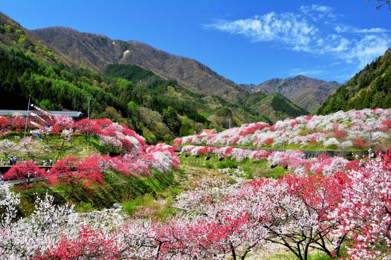 Top 11 vườn hoa tuyệt đẹp trên thế giới mà bạn nhất định phải ghé thăm ít nhất một lần trong đời