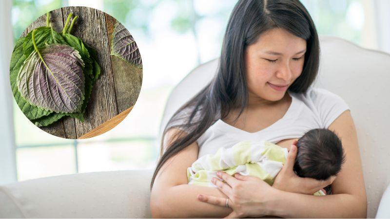 Công dụng của lá tía tô với mẹ và bé cùng những điều cần ghi nhớ khi sử dụng