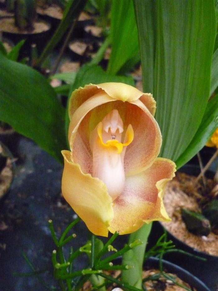 Top 18 loài hoa kỳ lạ nhất trên thế giới