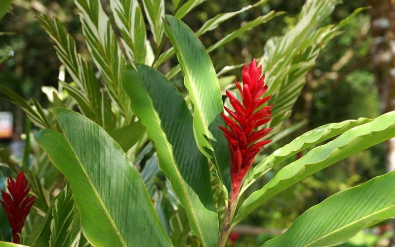 Hoa hạnh phúc là loài hoa có vẻ đẹp tuyệt vời, biểu trưng cho sự thịnh vượng và hạnh phúc. Loài hoa này được biết đến với màu đỏ rực rỡ và hình dáng độc đáo như chiếc nón nhỏ xinh.