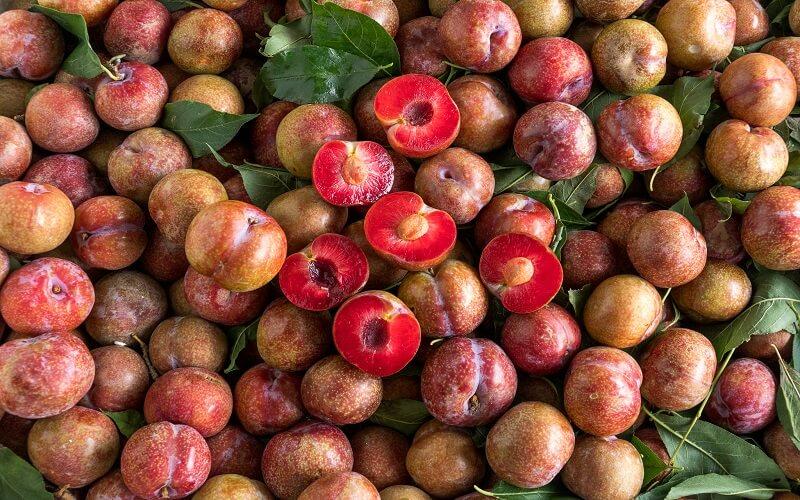 Mận hậu mọc ở đâu? Làm sao để phân biệt mận hậu với mận Trung Quốc?