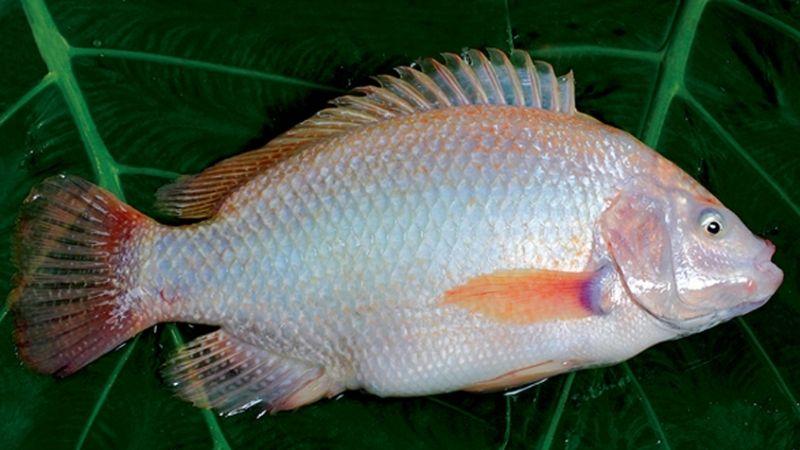 100g cá diêu hồng chứa bao nhiêu calo? Ăn cá diêu hồng có gây tăng cân không?