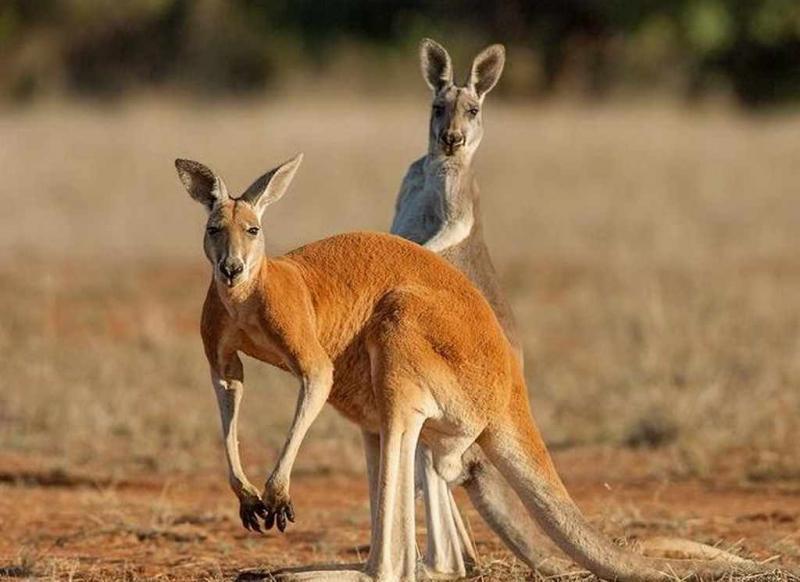 Top 11 Điều thú vị nhất về loài Kangaroo