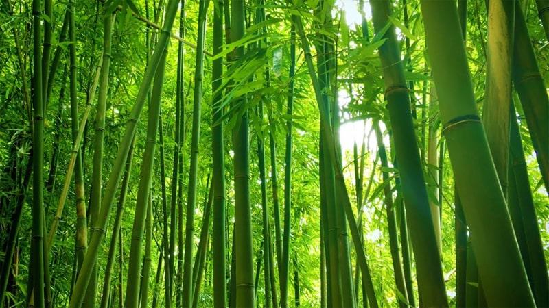 Khám phá ngay măng chua Tre Xanh, mang đến hương vị thơm ngon, kích thích mọi giác quan.