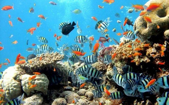 Khám phá 8 điểm lặn biển ngắm san hô tuyệt vời nhất ở Việt Nam cho mùa hè này
