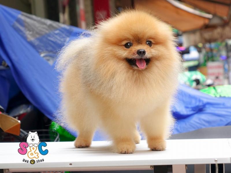 Top 10 cửa hàng bán chó Poodle uy tín tại TP. HCM