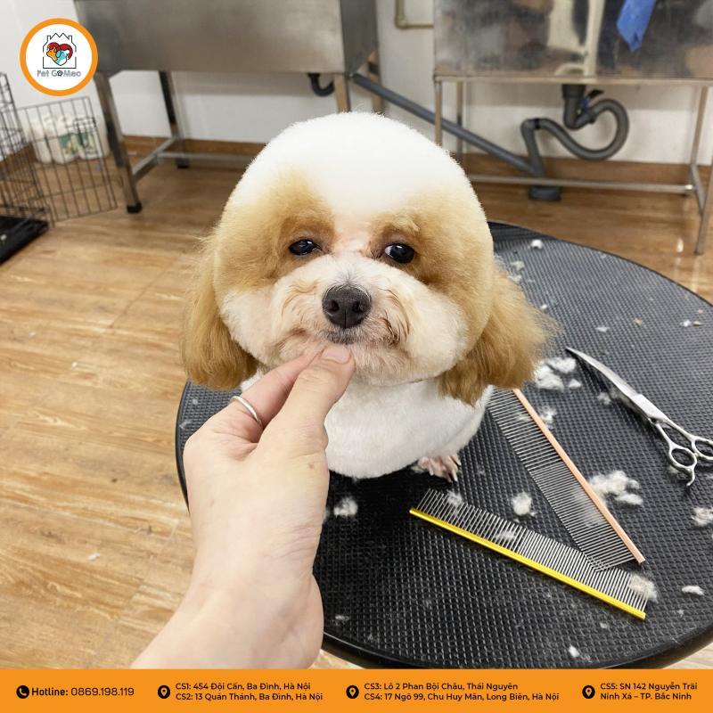Top 7 địa chỉ grooming, phụ kiện và đồ ăn cho thú cưng uy tín tại quận Long Biên, Hà Nội