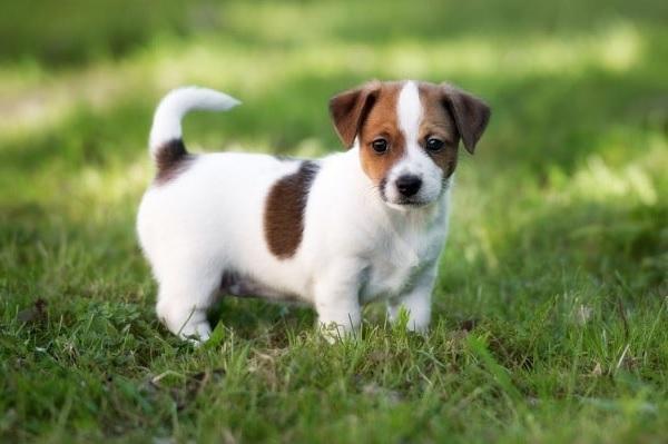 Top 10 giống chó chạy nhanh nhất trên thế giới sẽ khiến bạn kinh ngạc