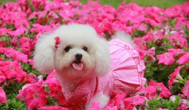 9 Món quà không nên chọn để tặng trong ngày Valentine 14/2
