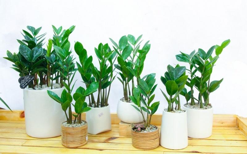 Cây kim tiền là biểu tượng của sự thịnh vượng và tài lộc, mang đến niềm tin về một năm mới đầy may mắn và thành công, đặc biệt trong không khí Tết Nguyên Đán của người Việt.