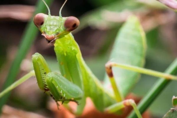 Top 14 sự thật kỳ thú nhất về loài bọ ngựa