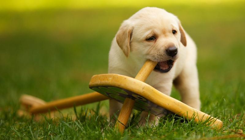 Top 7 Địa chỉ uy tín để mua chó Labrador tại Việt Nam