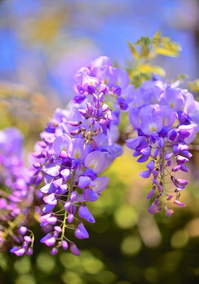 Top 22 Loài Hoa Biểu Tượng Của Tình Yêu