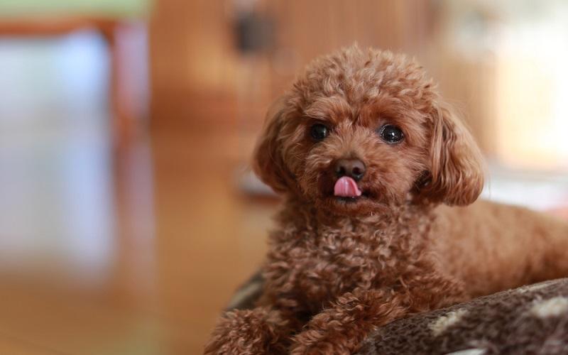 Hướng dẫn chi tiết cách nuôi chó Poodle hiệu quả và giúp bé phát triển nhanh dành cho người mới bắt đầu