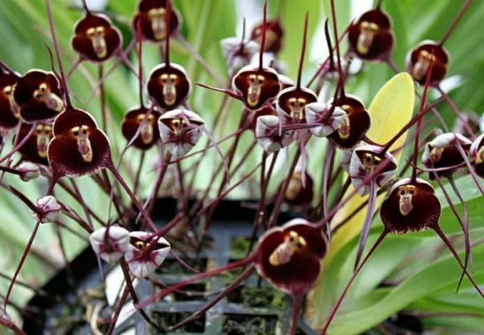 Top 10 loài hoa kỳ bí nhất trên thế giới sẽ khiến bạn phải ngỡ ngàng