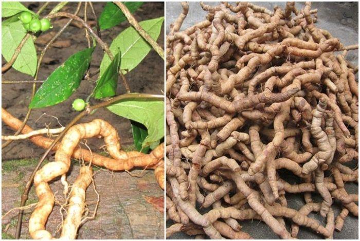 Top 3 địa chỉ bán đồ ngâm rượu chất lượng và uy tín hàng đầu tại TP. HCM