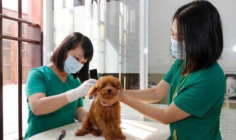 Top 10 Dịch vụ chăm sóc thú cưng chất lượng nhất tại TP.HCM