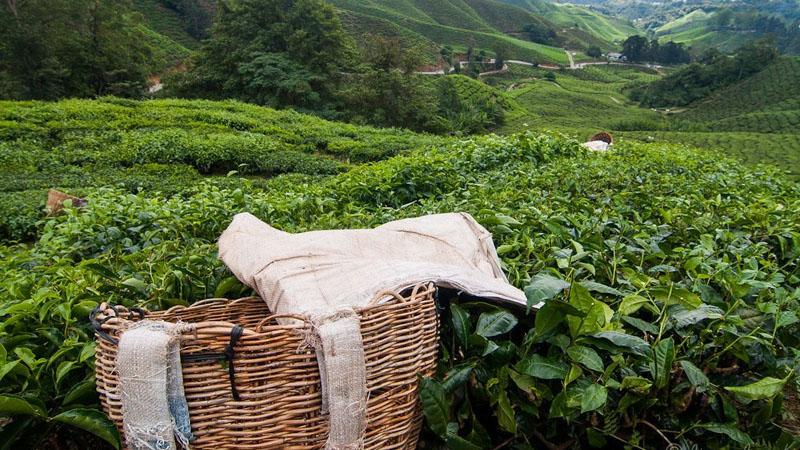 Khám phá chi tiết từ A-Z những kinh nghiệm du lịch tại Cameron Highlands Malaysia, cập nhật mới nhất và đầy đủ nhất
