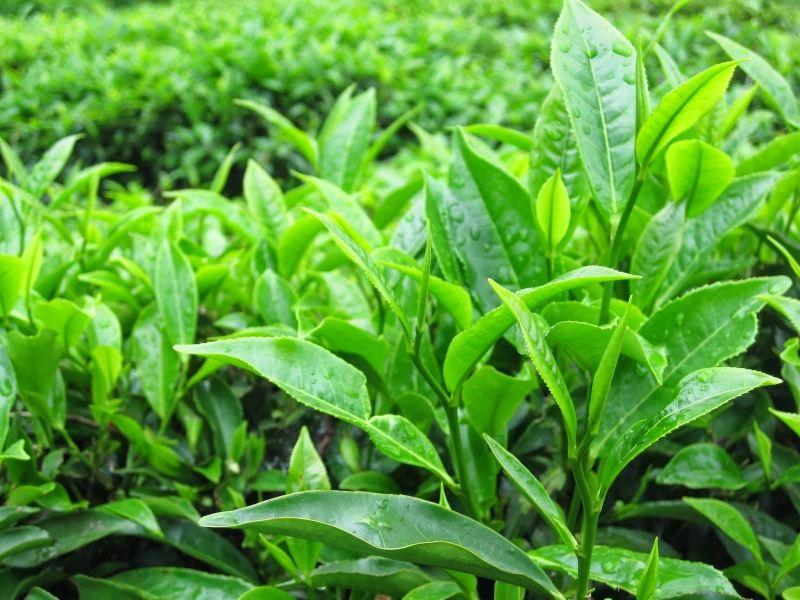 11 Mẹo làm đẹp da mặt để đón Tết tươi tắn