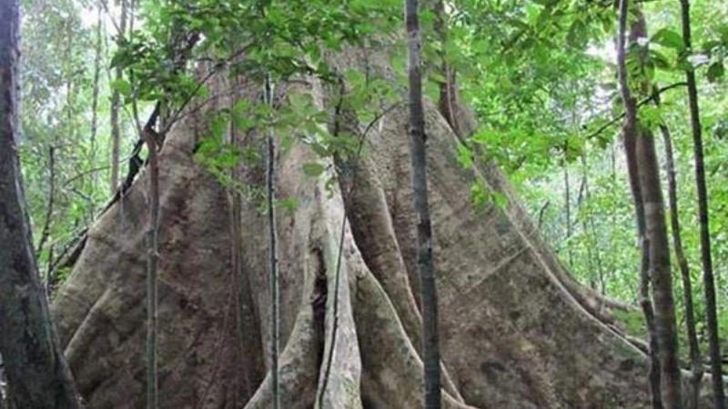 Cây gõ đỏ: Khám phá vẻ đẹp thẩm mỹ và giá trị đích thực của loài gỗ quý hiếm này, từ những đặc điểm nổi bật đến cách chăm sóc hoàn hảo tại nhà.