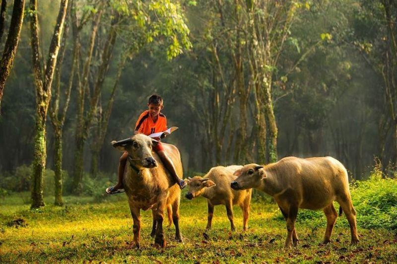 Top 8 dàn ý bài văn thuyết minh về con trâu ấn tượng nhất