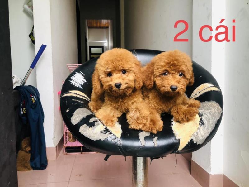 Top 5 địa chỉ bán thú cưng đáng tin cậy nhất tại tỉnh Thừa Thiên Huế